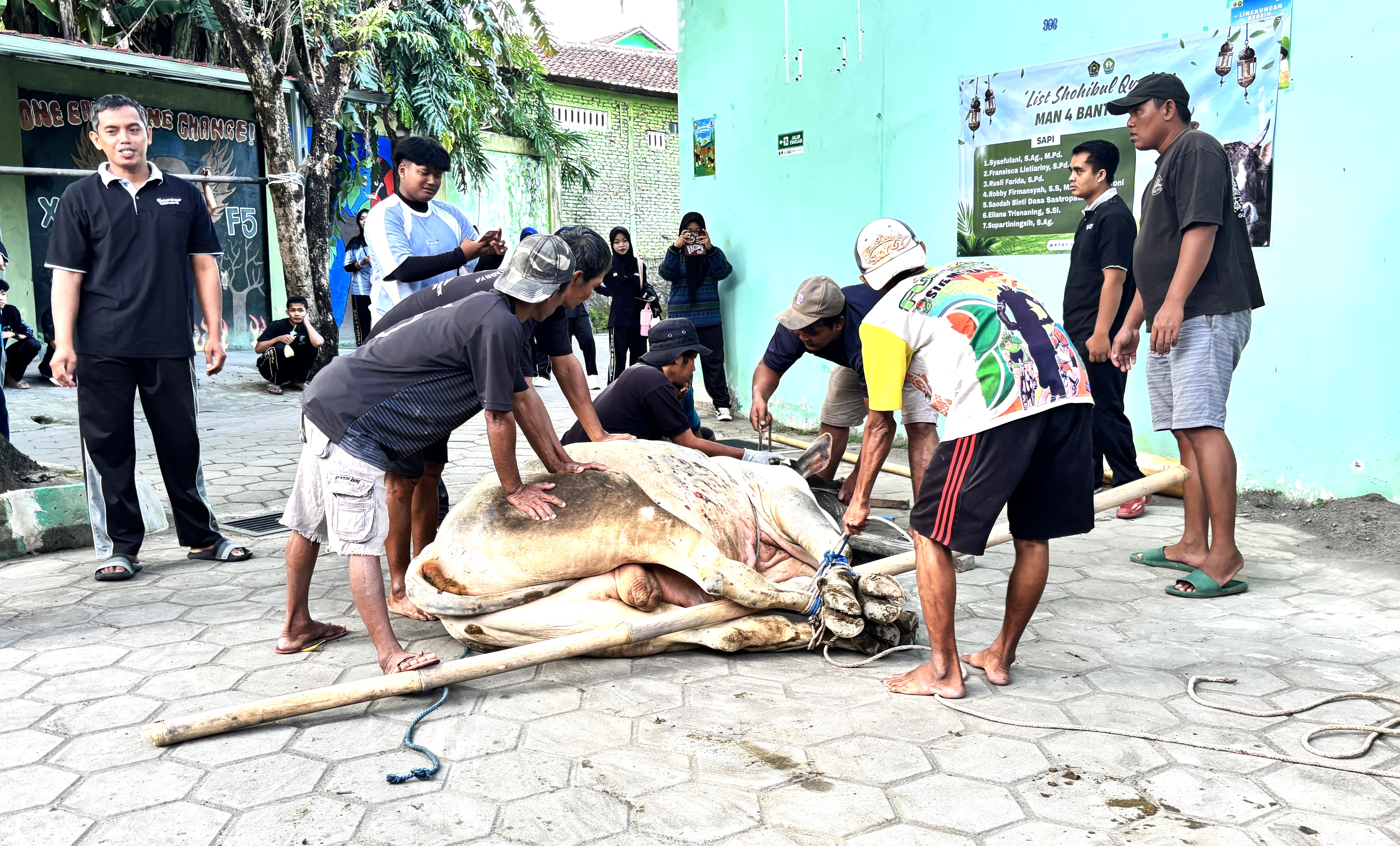 Wujud Nyata Semangat Berbagi, MAN 4 Bantul Kurbankan 1 Sapi dan 5 Kambing