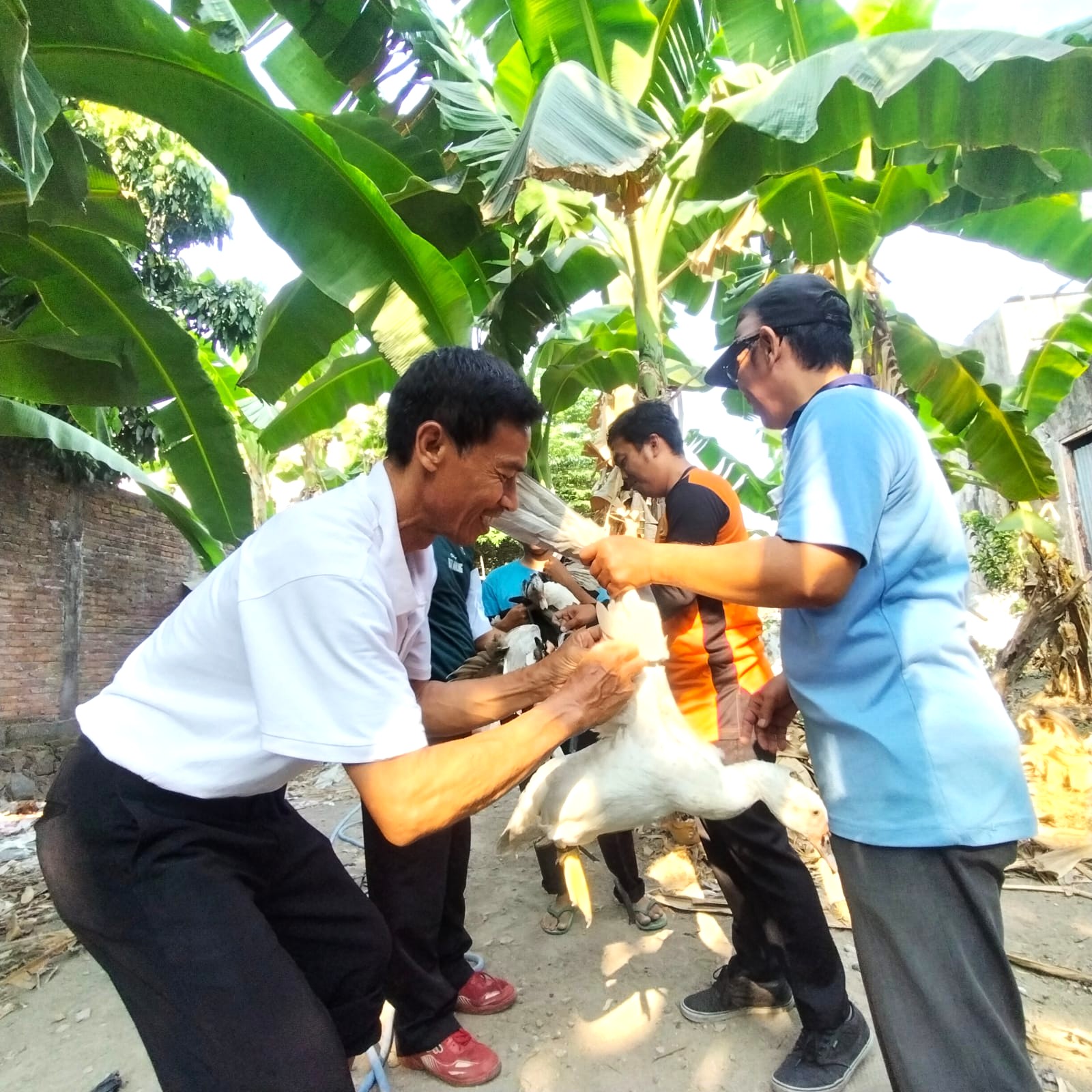 Wujudkan Adiwiyata dan Kewirausahaan, MAN 4 Bantul Panen Hasil Ternak Entok di Manembayo Minipark