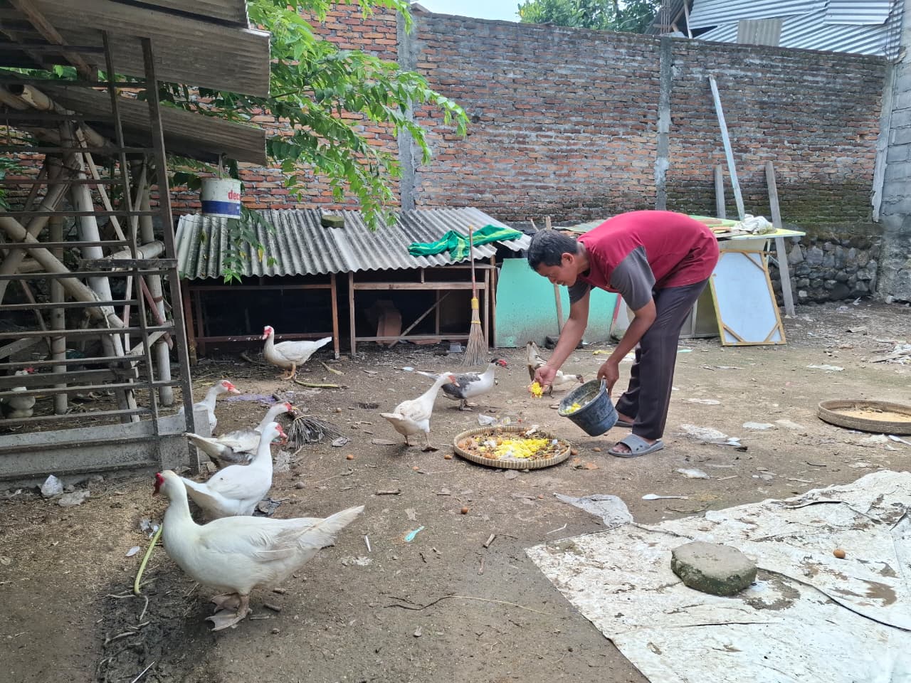 Inovasi Cerdas, MAN 4 Bantul Sulap Lahan Tidur Jadi Manembayo Mini Farm Produktif
