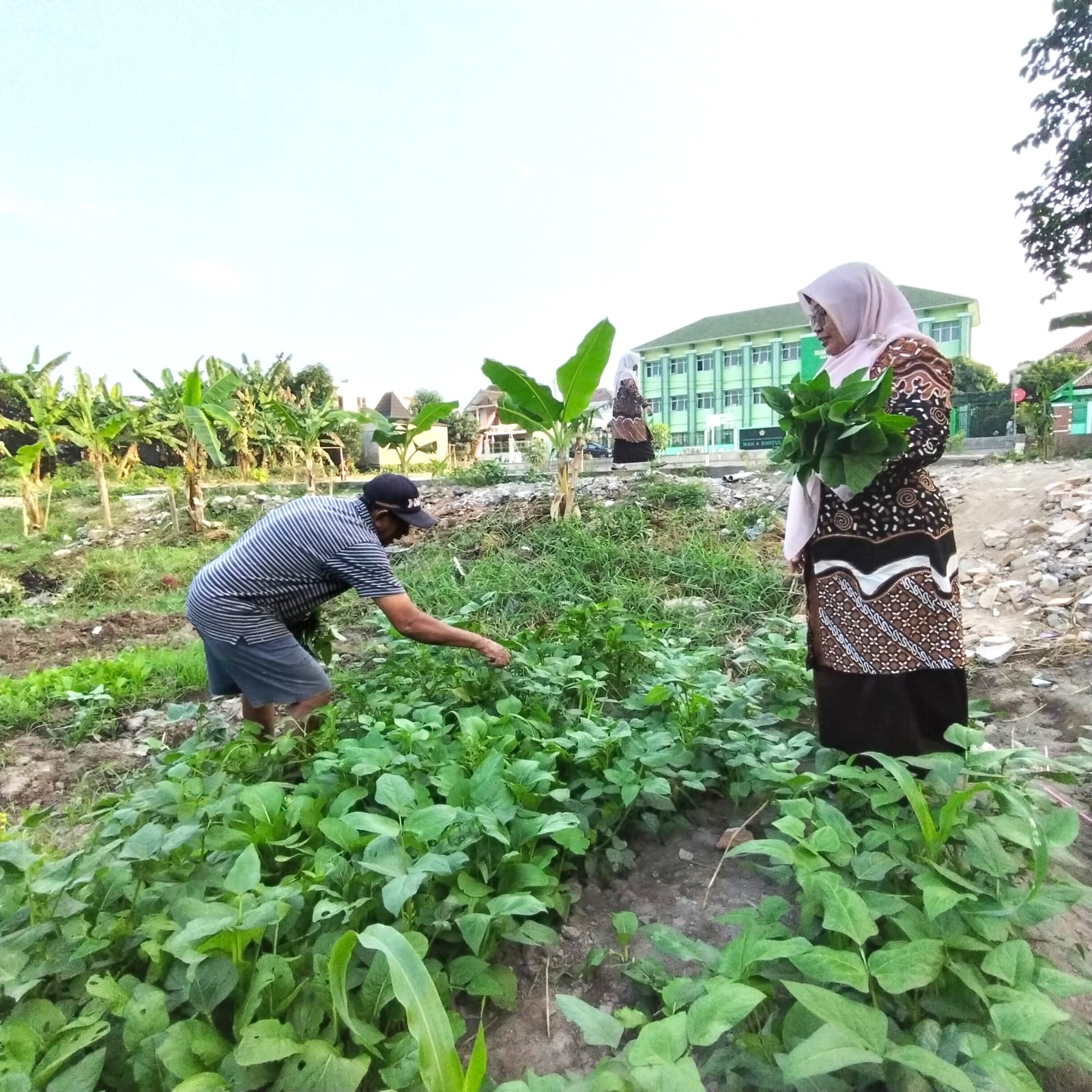 Berbasis Ekoteologi, MAN 4 Bantul Manfaatkan Lahan Kosong Tanami dan Panen Sayur Segar